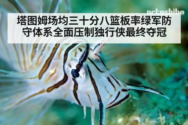塔图姆场均三十分八篮板率绿军防守体系全面压制独行侠最终夺冠
