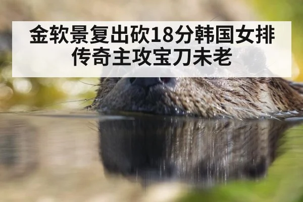 金软景复出砍18分韩国女排传奇主攻宝刀未老